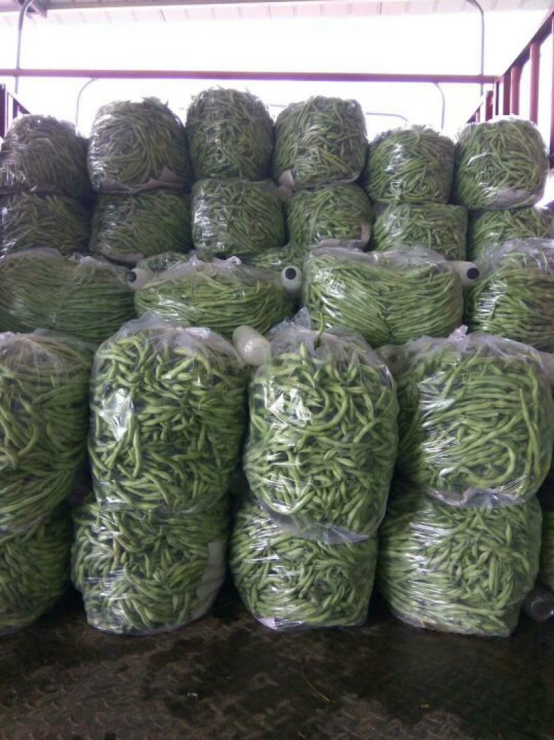 精品扁豆角15~20厘米热销中