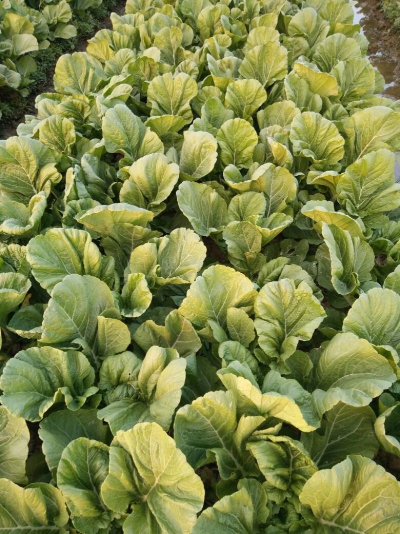 梅菜