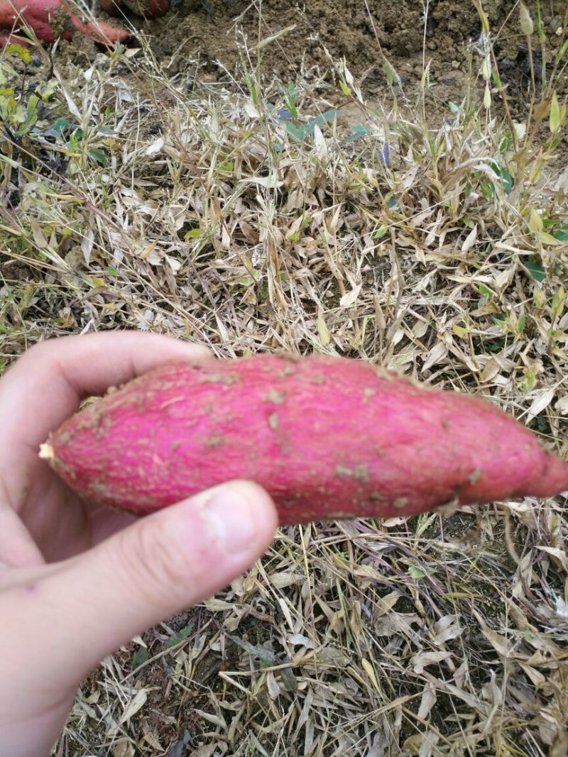 香薯3两以上小红薯红心