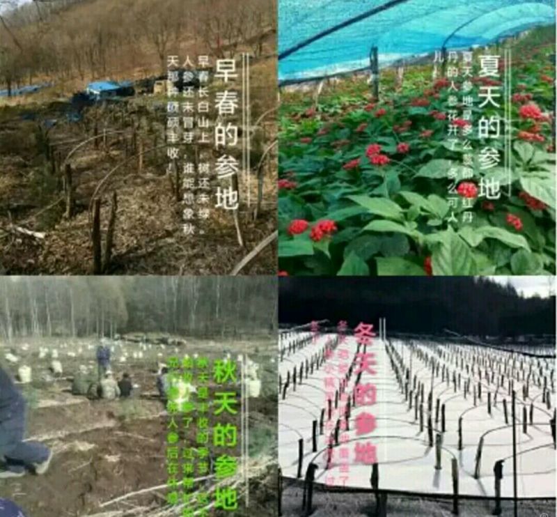 吉林人参鲜