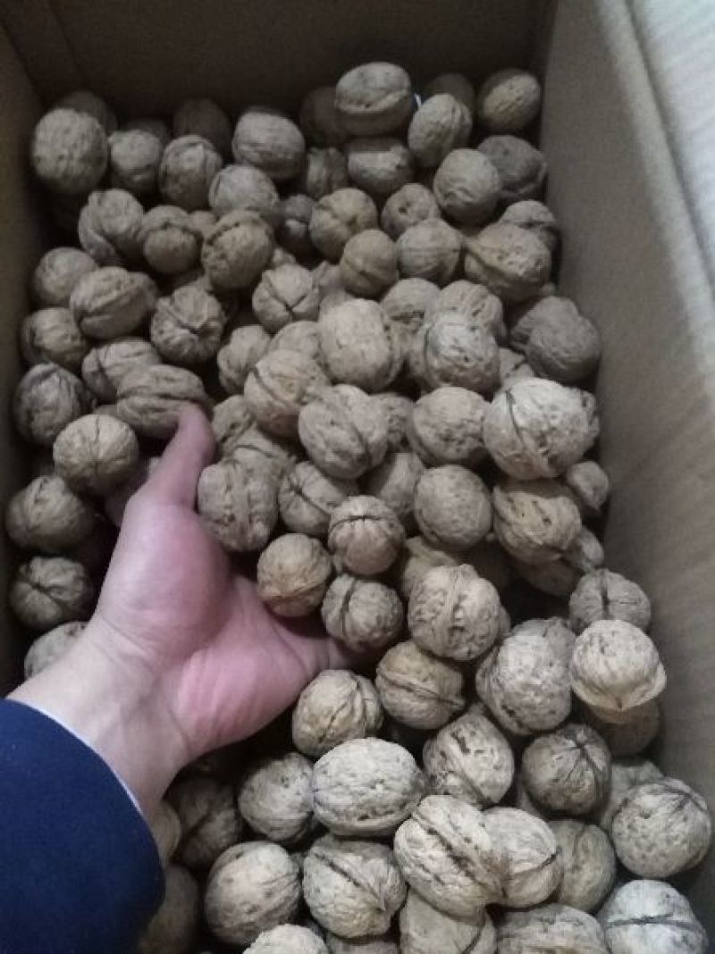 核桃绵核桃批发价