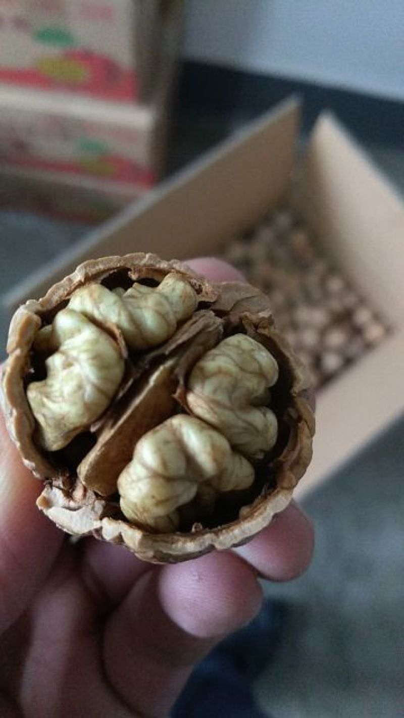 核桃绵核桃批发价