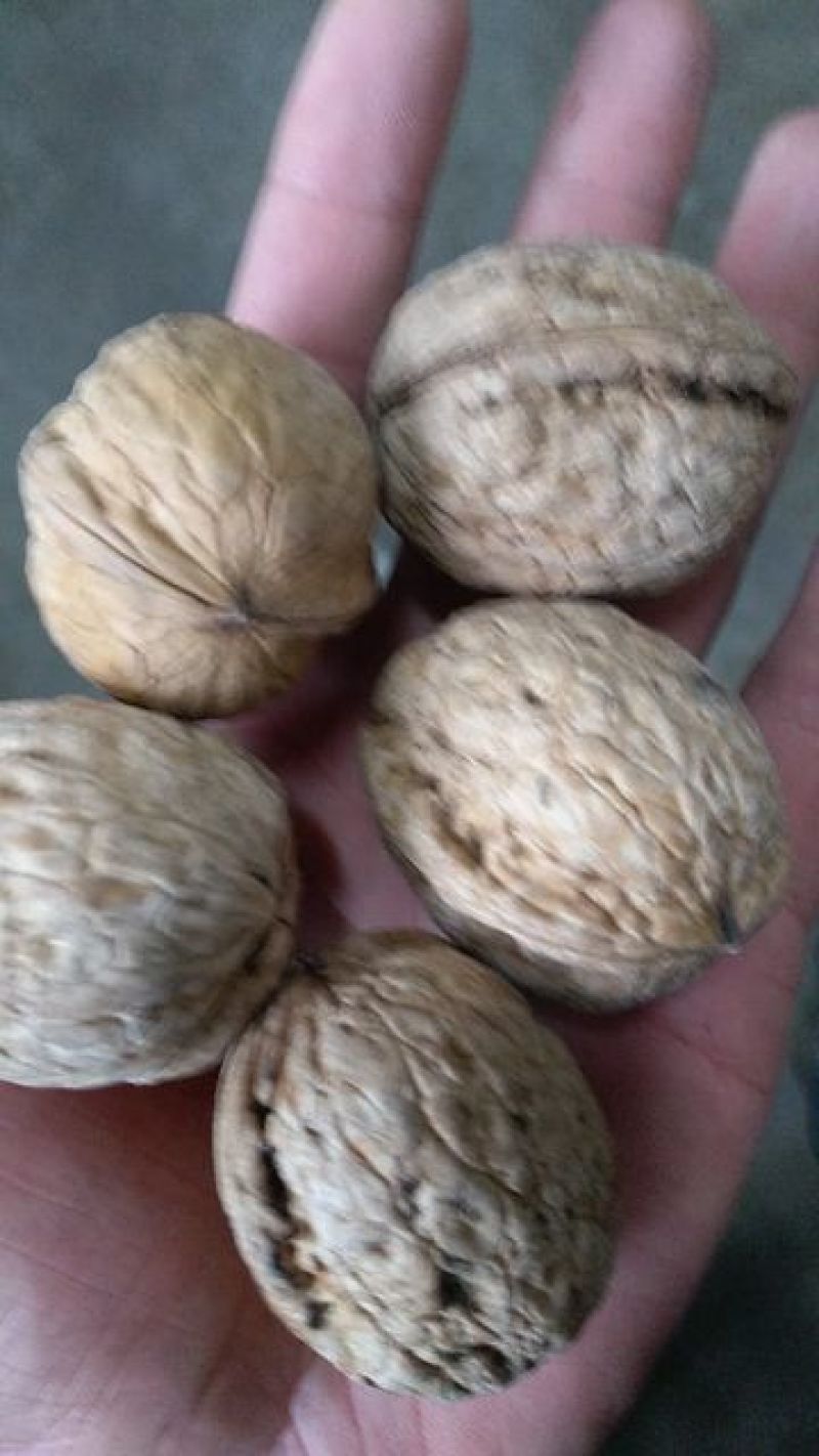 核桃绵核桃批发价