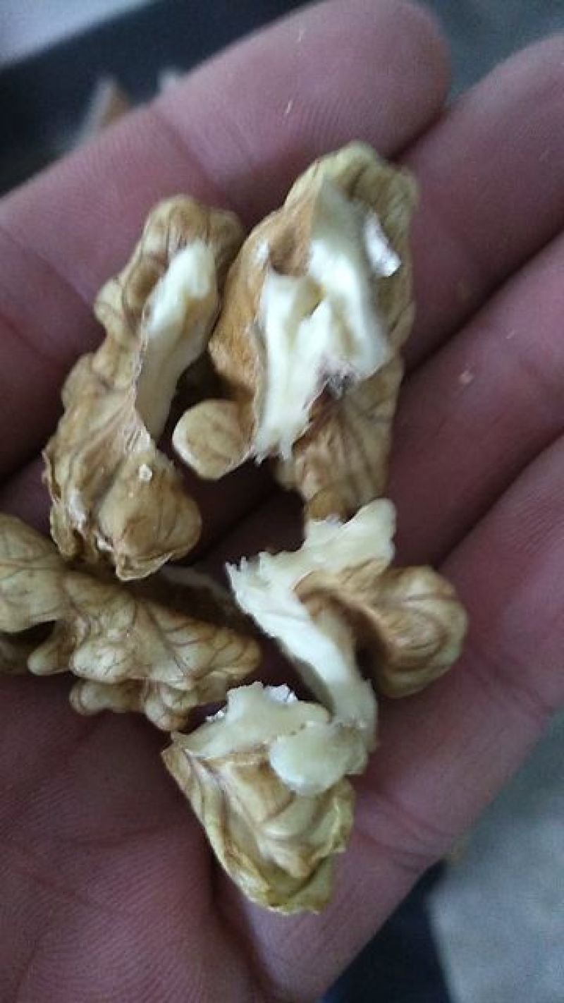 核桃绵核桃批发价