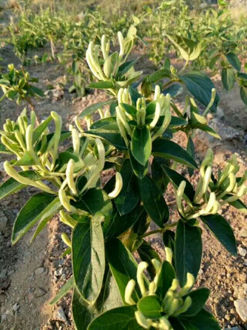 金银花直径10到13公分