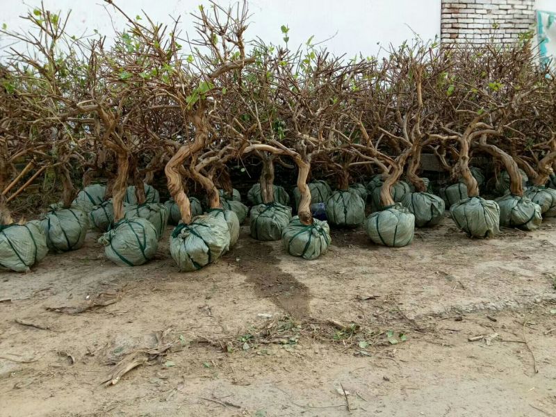 金银花直径10到13公分