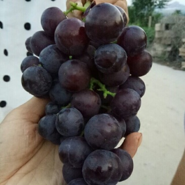 绍兴一号葡萄苗30~50cm1年