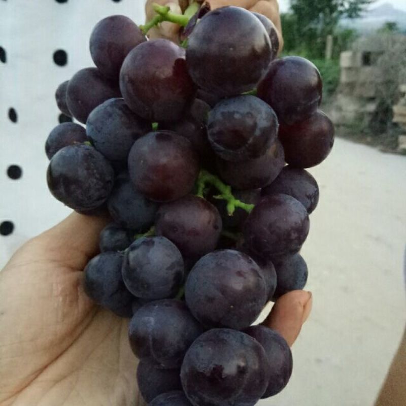 绍兴一号葡萄苗30~50cm1年