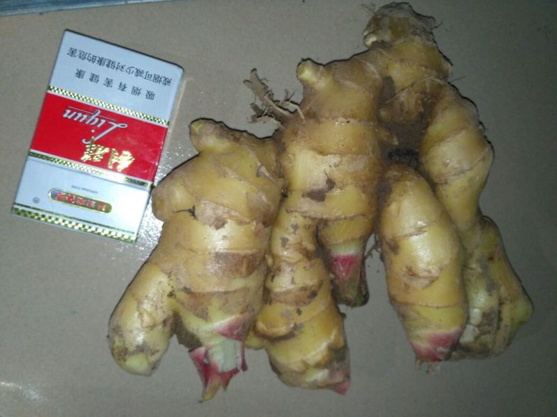 优质生姜5两以上带土大量供应欢迎进店咨询采购！