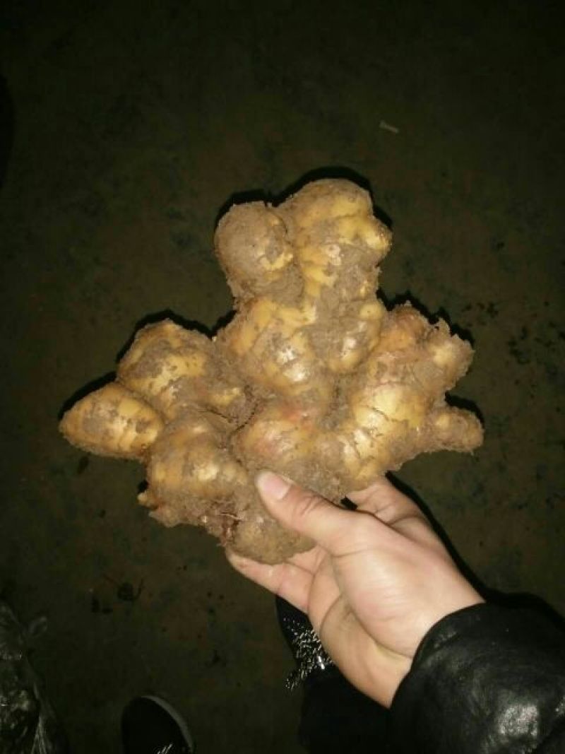 优质生姜5两以上带土大量供应欢迎进店咨询采购！