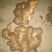 优质生姜5两以上带土大量供应欢迎进店咨询采购！