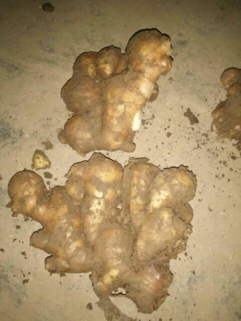 优质生姜5两以上带土大量供应欢迎进店咨询采购！