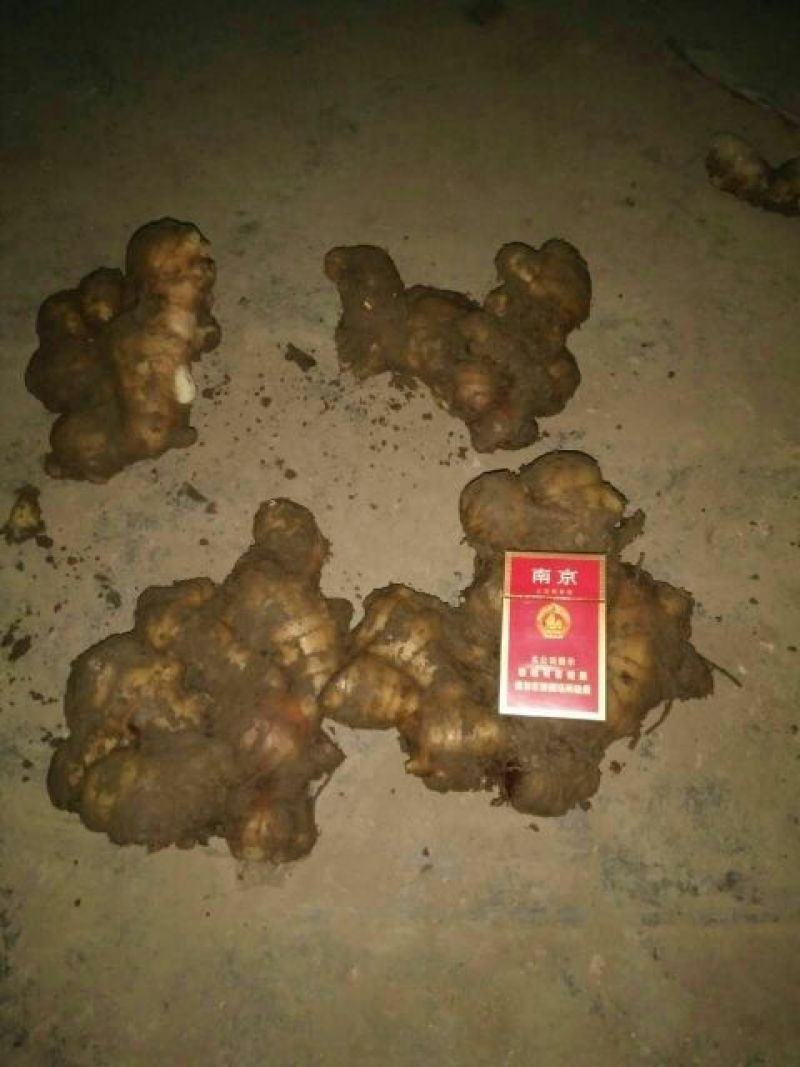 优质生姜5两以上带土大量供应欢迎进店咨询采购！