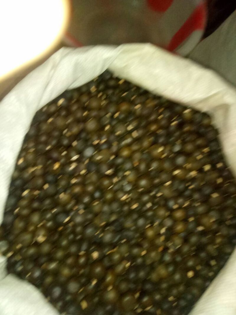 文冠果，大量有货，接质论价，混装大货价优。