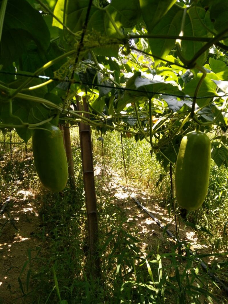 香如蜜圆柱形
