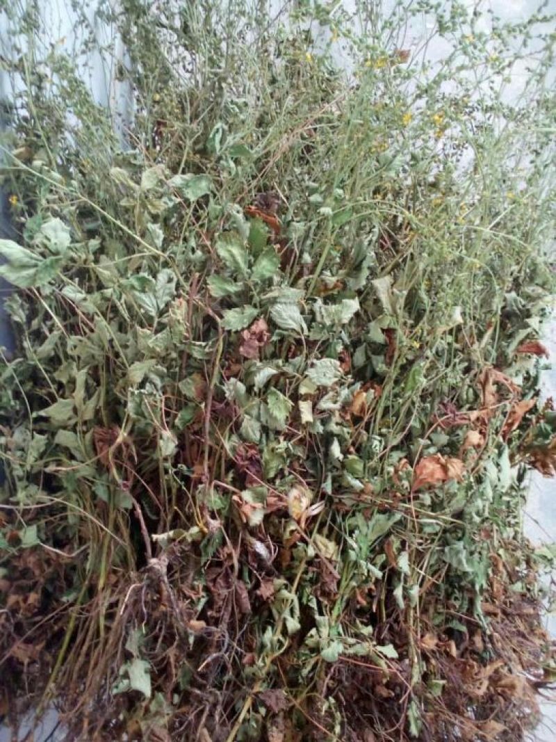 仙鹤草