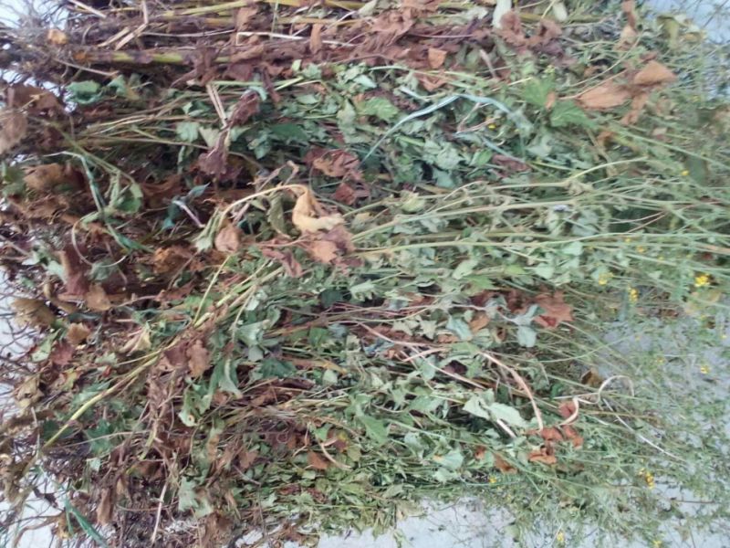仙鹤草