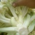 白面青梗松花菜2~3斤散花乳白基地种植，大批供应