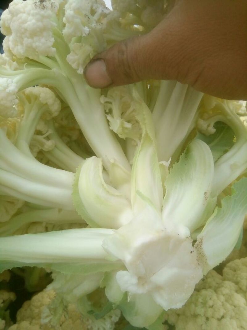 白面青梗松花菜2~3斤散花乳白基地种植，大批供应