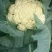 白面青梗松花菜2~3斤散花乳白基地种植，大批供应