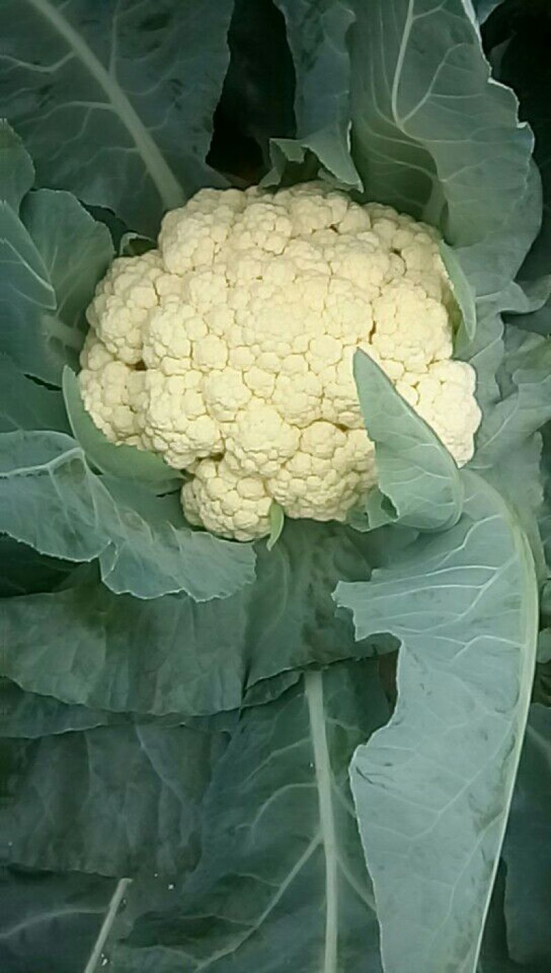 白面青梗松花菜2~3斤散花乳白基地种植，大批供应