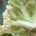 白面青梗松花菜2~3斤散花乳白基地种植，大批供应
