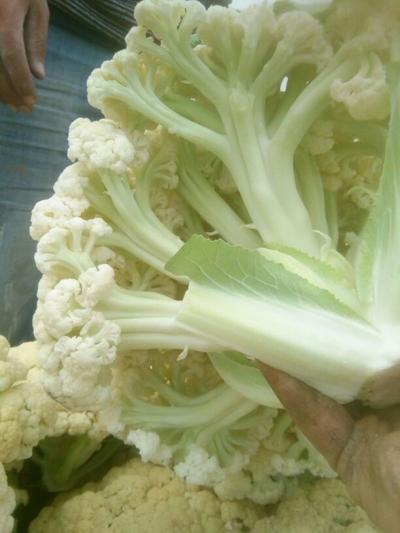 白面青梗松花菜2~3斤散花乳白基地种植，大批供应