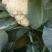 白面青梗松花菜2~3斤散花乳白基地种植，大批供应