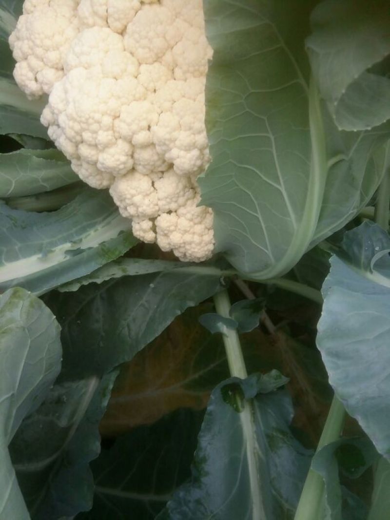 白面青梗松花菜2~3斤散花乳白基地种植，大批供应