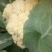 白面青梗松花菜2~3斤散花乳白基地种植，大批供应