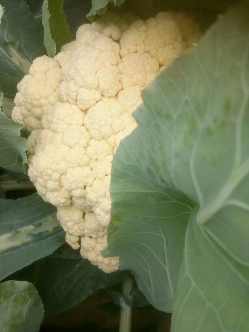白面青梗松花菜2~3斤散花乳白基地种植，大批供应
