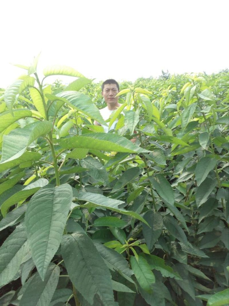 樱桃树苗2年50~80cm