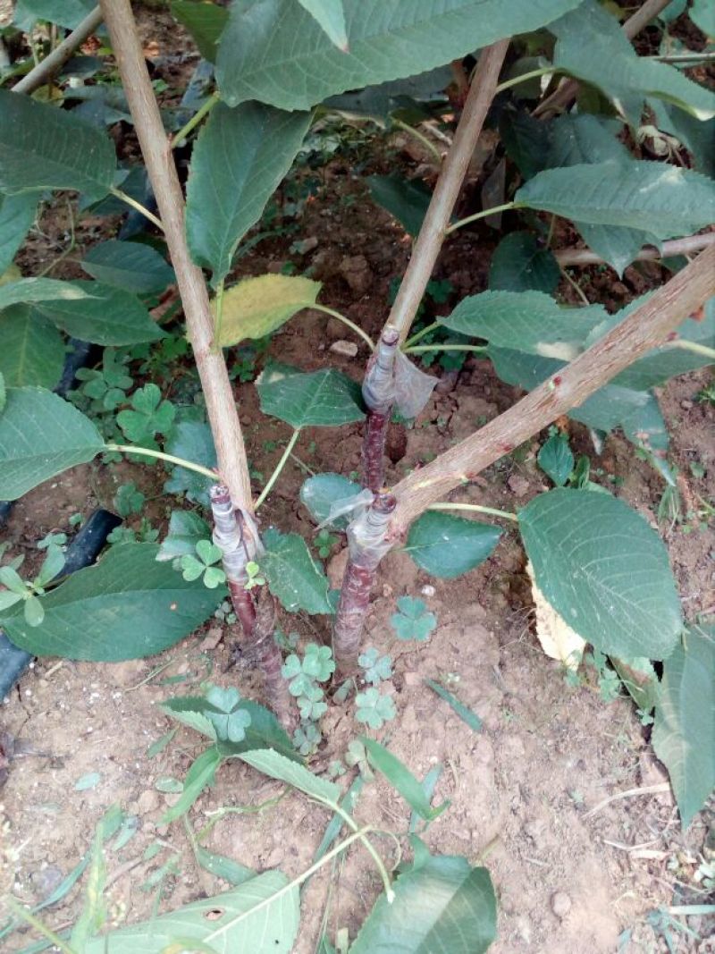樱桃树苗2年50~80cm