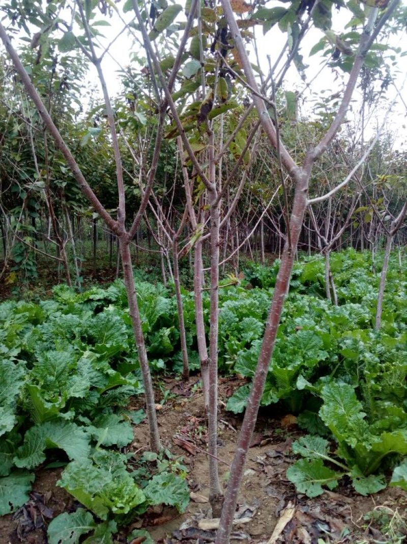 樱桃树苗2年50~80cm