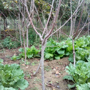 樱桃树苗2年50~80cm
