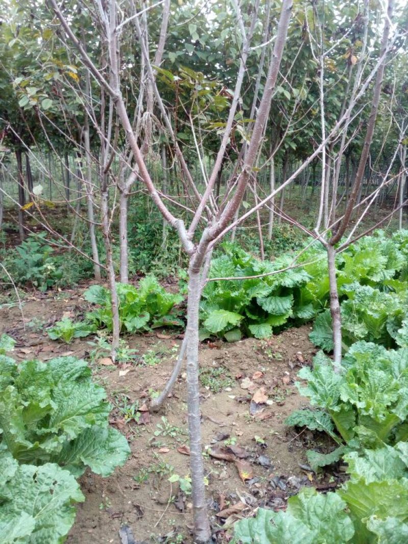 樱桃树苗2年50~80cm