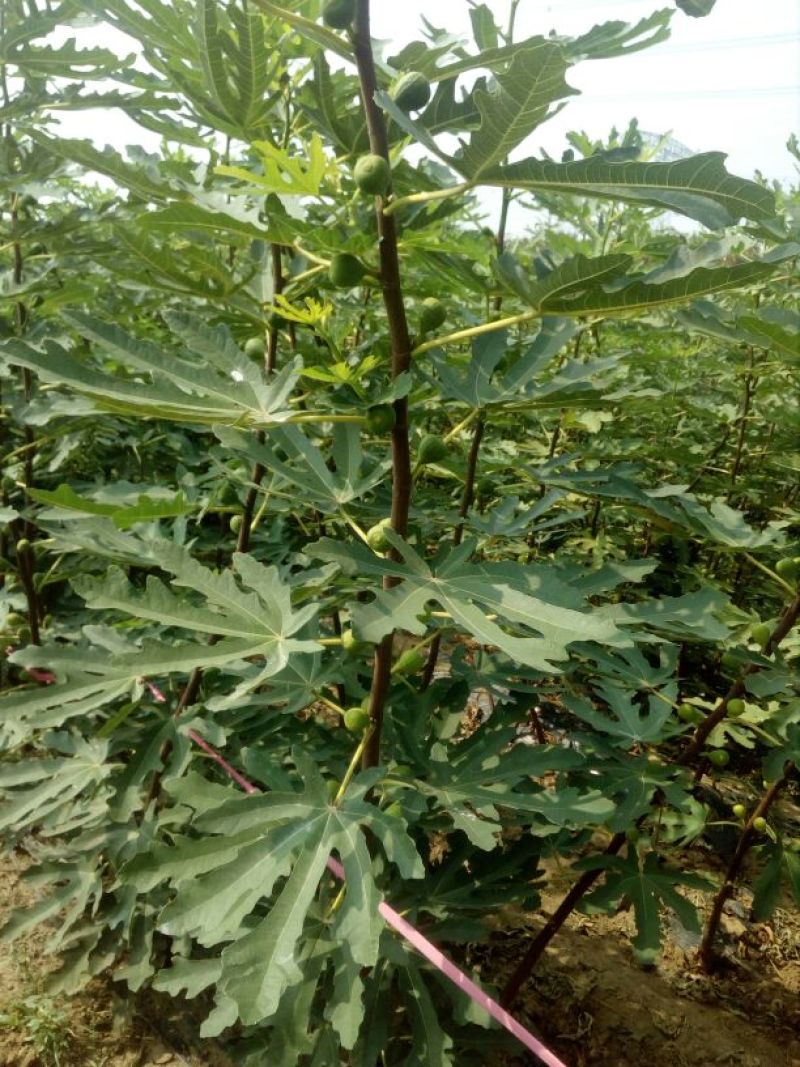 无花果苗80cm以上