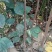 苹果树苗80cm以上