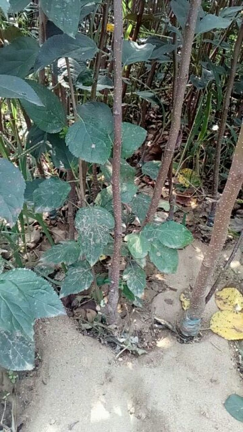 苹果树苗80cm以上