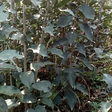 苹果树苗80cm以上