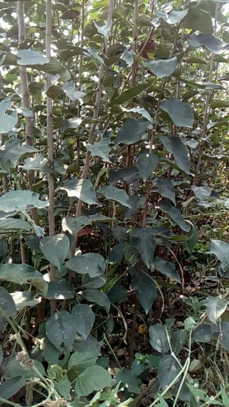 苹果树苗80cm以上