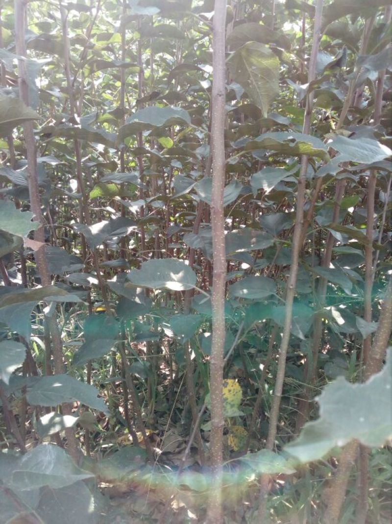 苹果树苗80cm以上