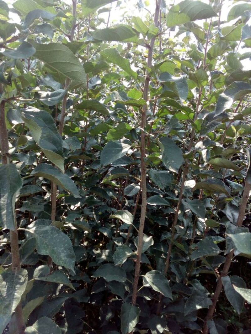 苹果树苗80cm以上