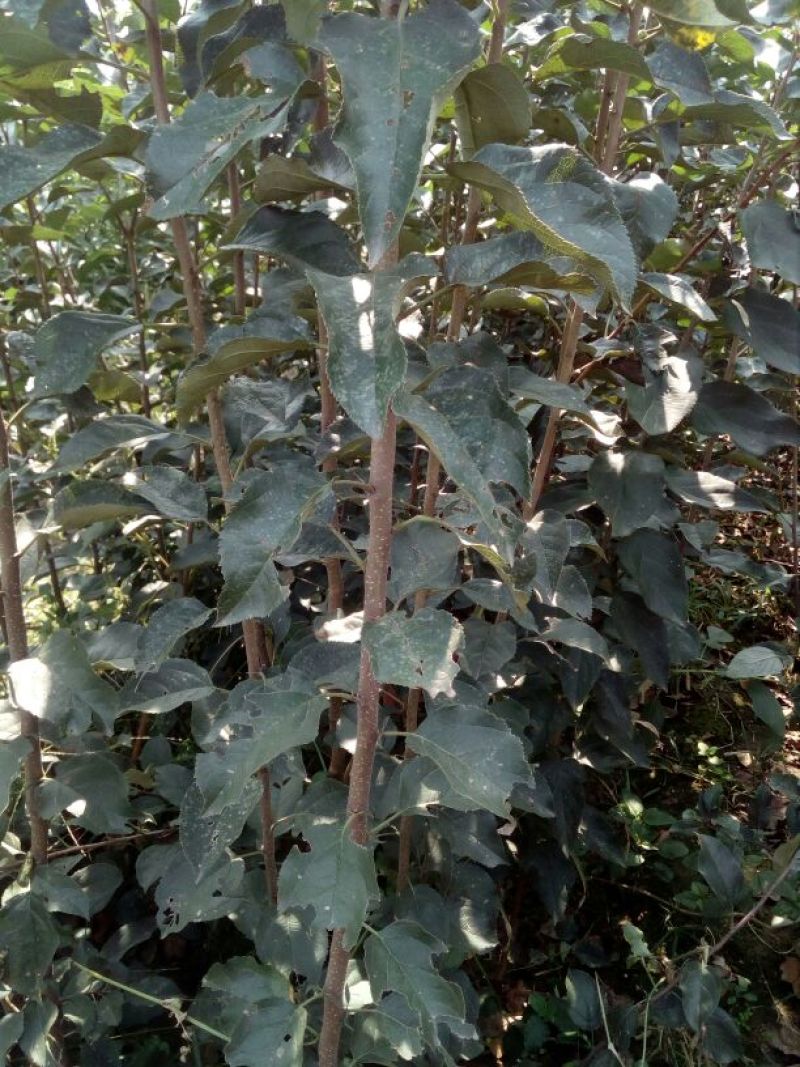 苹果树苗80cm以上
