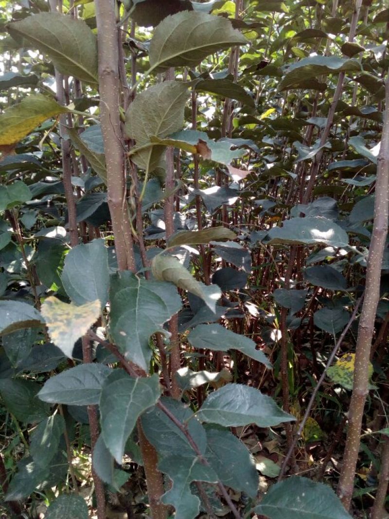 苹果树苗80cm以上