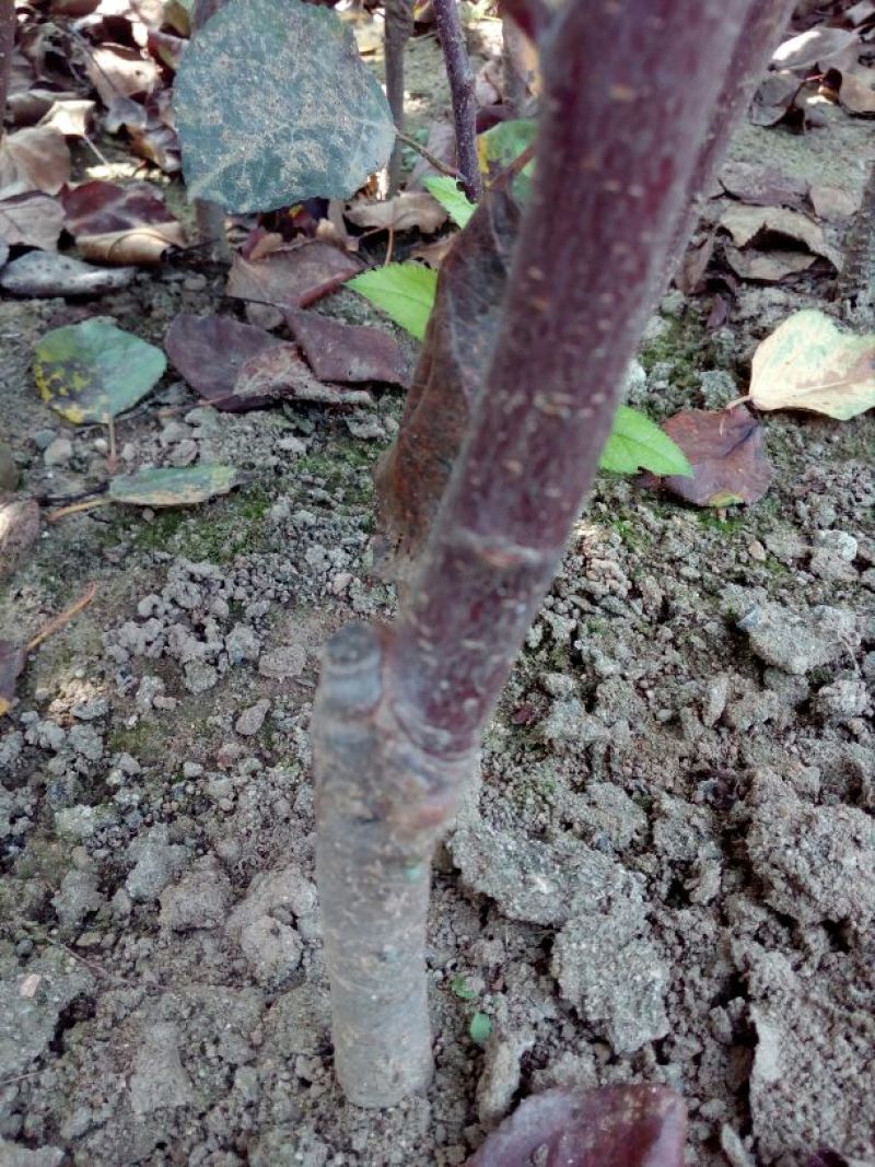 苹果树苗80cm以上