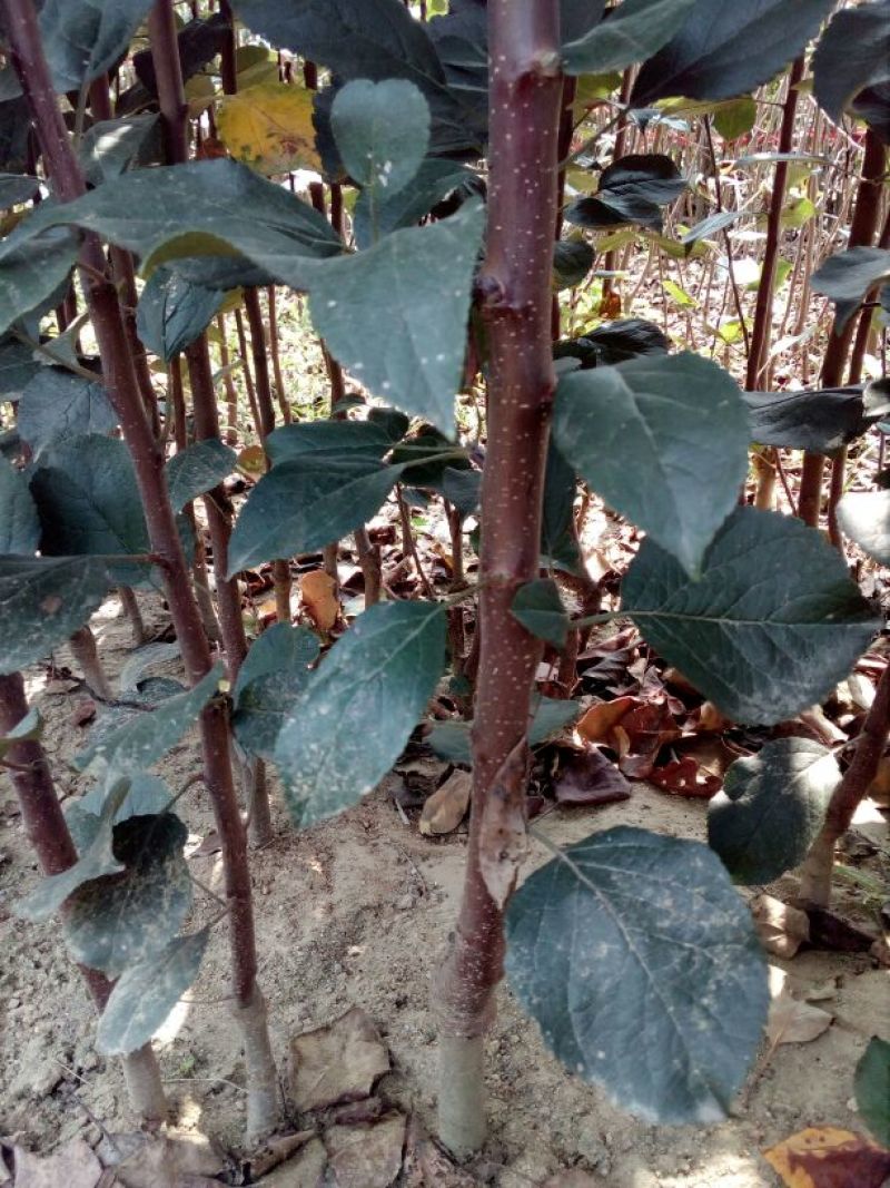 苹果树苗80cm以上