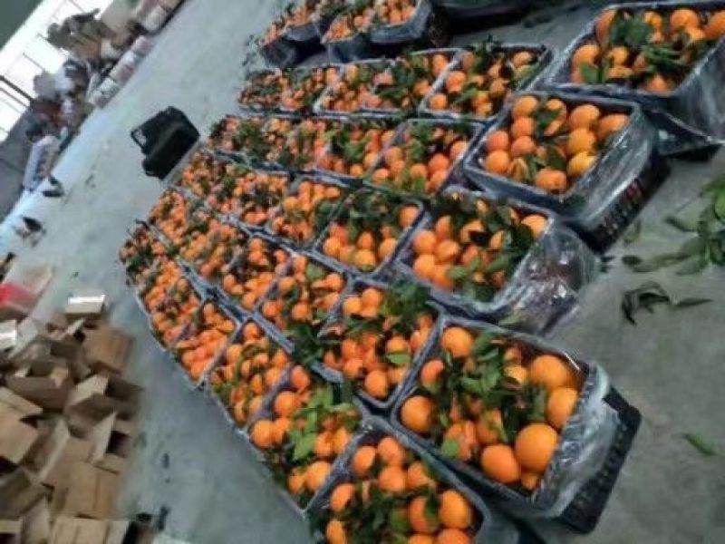 重庆奉节脐橙鲍威尔专业代办重庆奉节非赣南橙