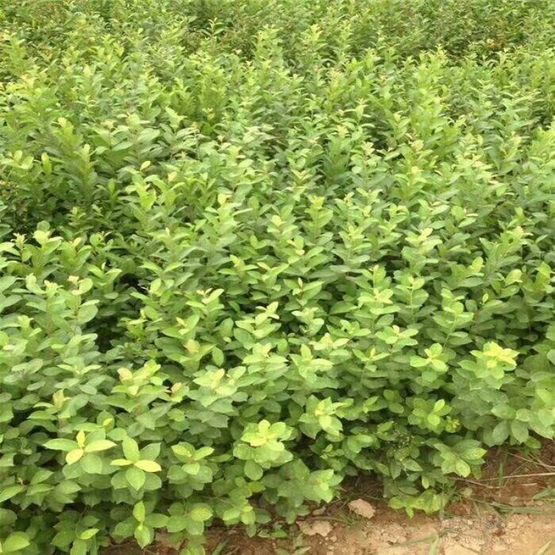 【推荐】钙果苗农大系列食用罐头钙果量大从优保湿邮寄