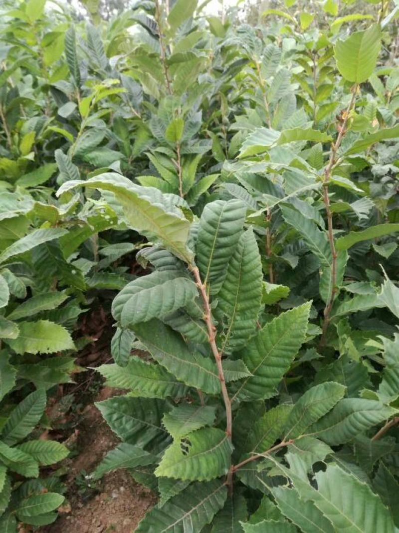 板栗苗50~80cm
